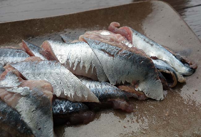 今年はサンマが大漁！ついに生秋刀魚が100円切ってきて初焼きサンマと刺しサンマに！（北海道根室産）