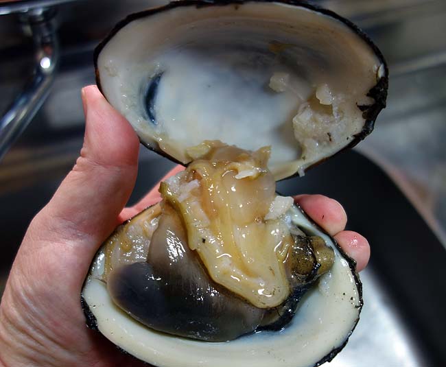 北海道以外の地域ではこの貝は活けでは売ってないよね「北寄貝の刺身とバター焼き」