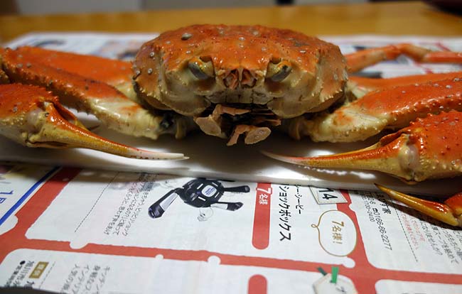 超特大サイズのズワイガニが半額790円！！北海道に来て初めてこの蟹を食べたわ