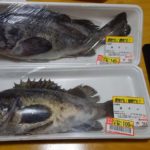 北海道でないと食えない魚「黒ソイ」チヌにも似たその魚を塩焼きと煮付けに