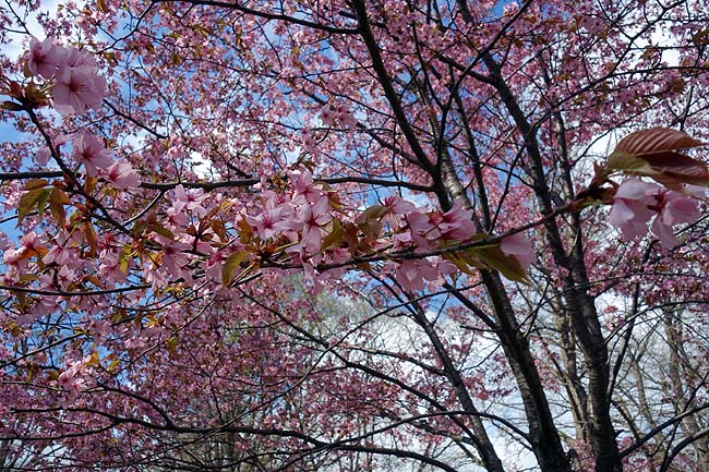 旭川もようやく桜の見頃が終わりました♪散髪と病院通いでモス朝・旭川らーめん食いつつぶら歩き