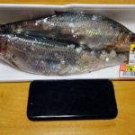 北海道の魚と言えば「鰊」！でっかい生にしんが1尾25円やったんで塩焼きに