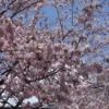 【Japanese cherry blossoms】ようやく北海道も桜が満開の季節がやって来てそして過ぎ去っていきました（旭川常盤公園）Introducing the spring landscape of Japan