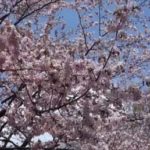 【Japanese cherry blossoms】ようやく北海道も桜が満開の季節がやって来てそして過ぎ去っていきました（旭川常盤公園）Introducing the spring landscape of Japan